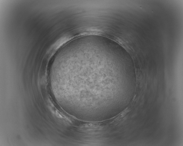 X0000081330338200701182000