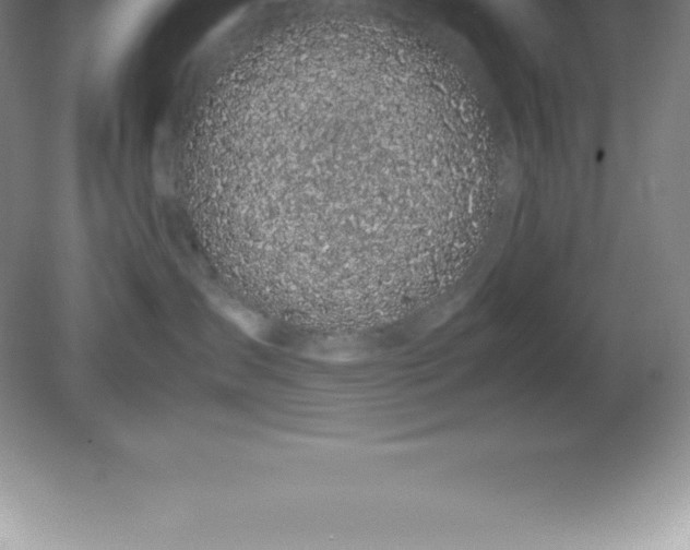 X0000081330431200701181959