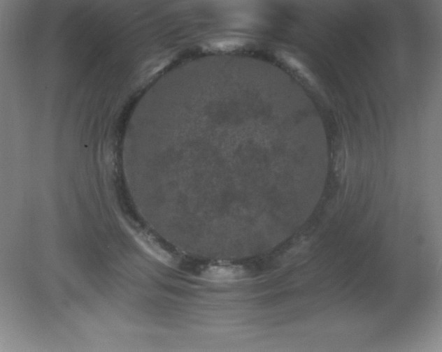 X0000081330455200701181959