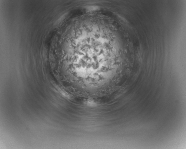 X0000081330565200701181957