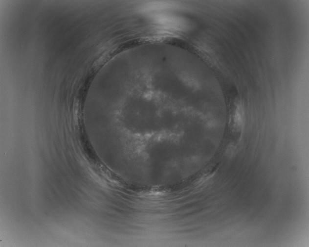 X0000081330647200701181955