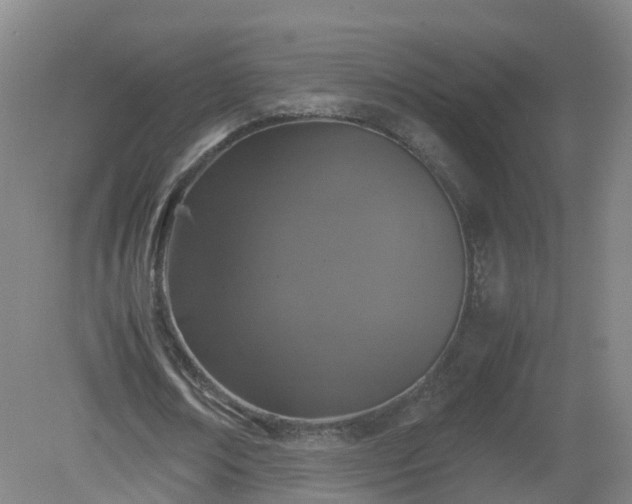 X0000081330674200701181955