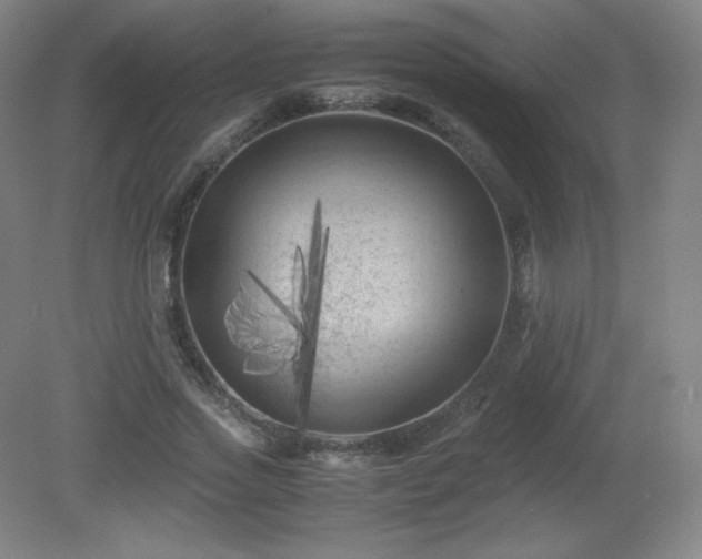 X0000081330733200701181954