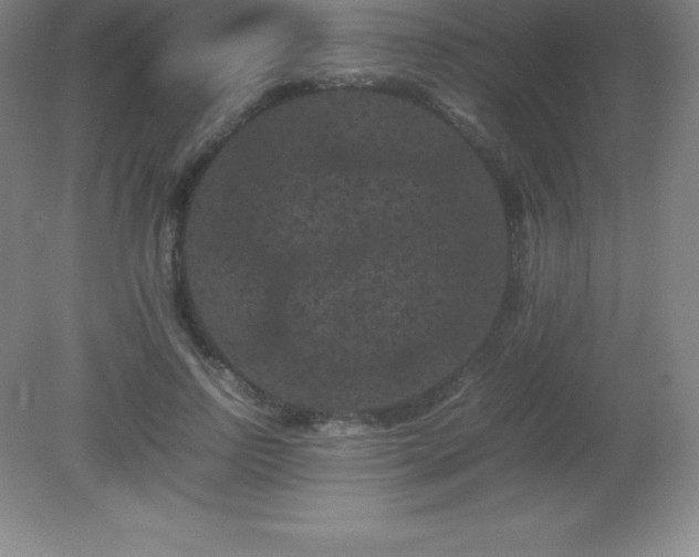 X0000081330742200701181954