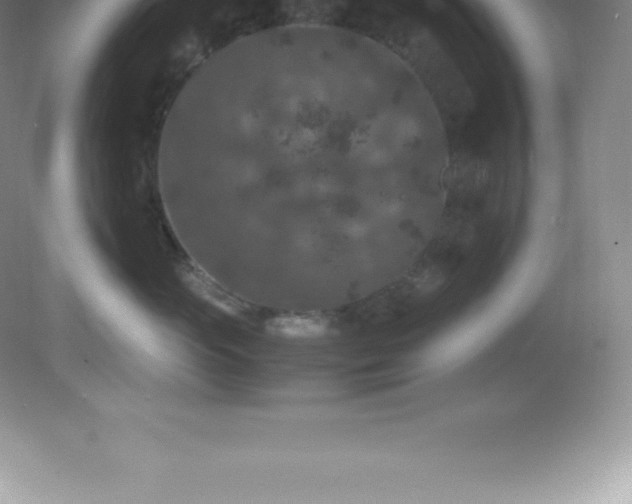 X0000081330765200701181954