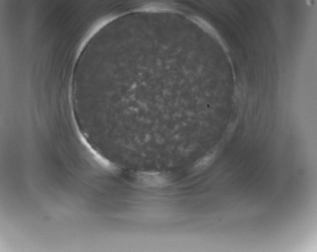 X0000081330855200701181952