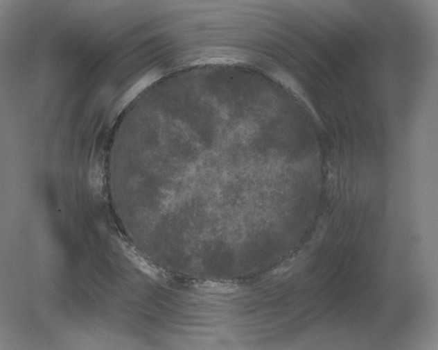 X0000081330874200701181952