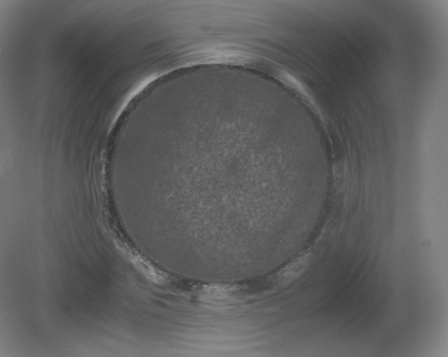 X0000081330875200701181952