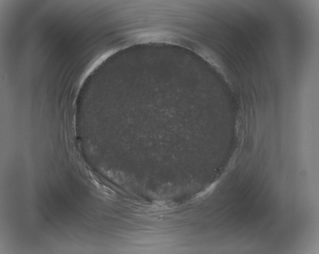 X0000081330877200701181952