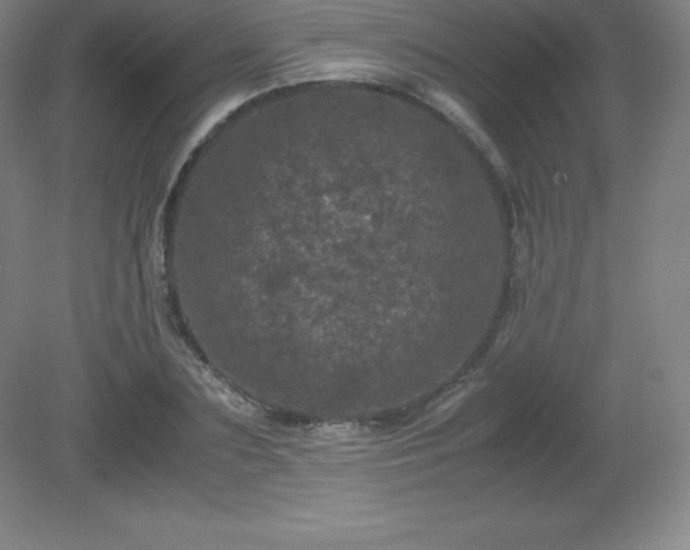 X0000081330883200701181951