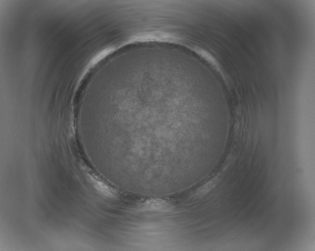 X0000081330974200701181950