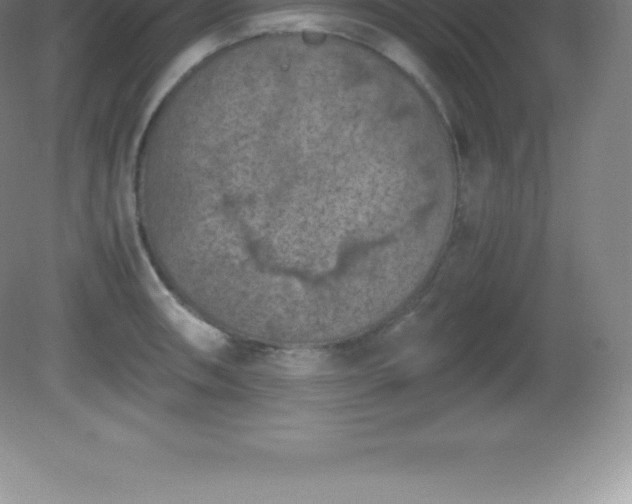 X0000081331090200701181948