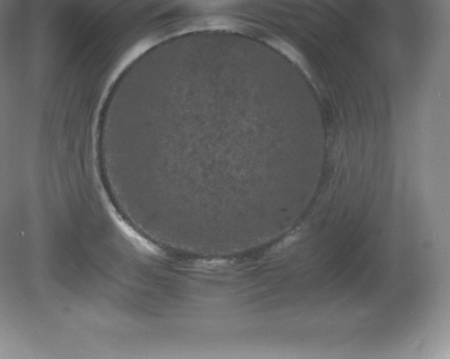 X0000081331135200701181947
