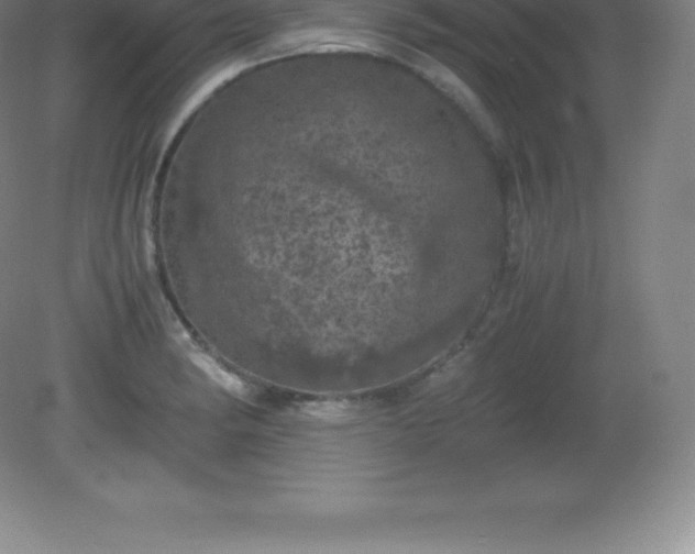 X0000081331182200701181946