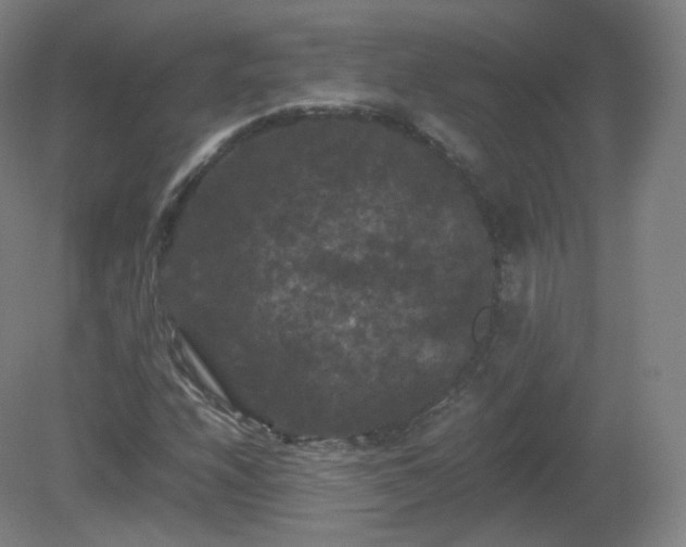 X0000081331208200701181945