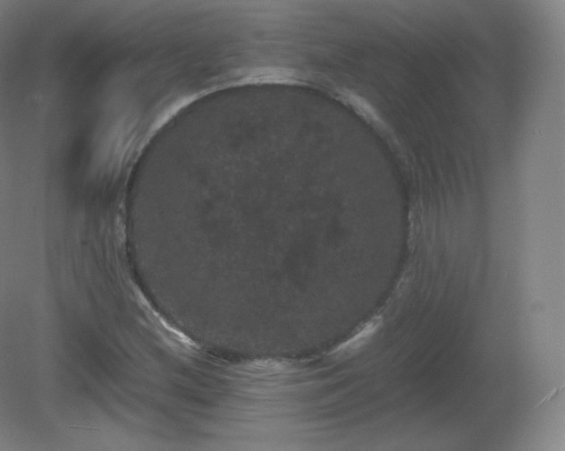 X0000081331212200701181945