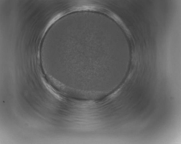 X0000081331234200701181946