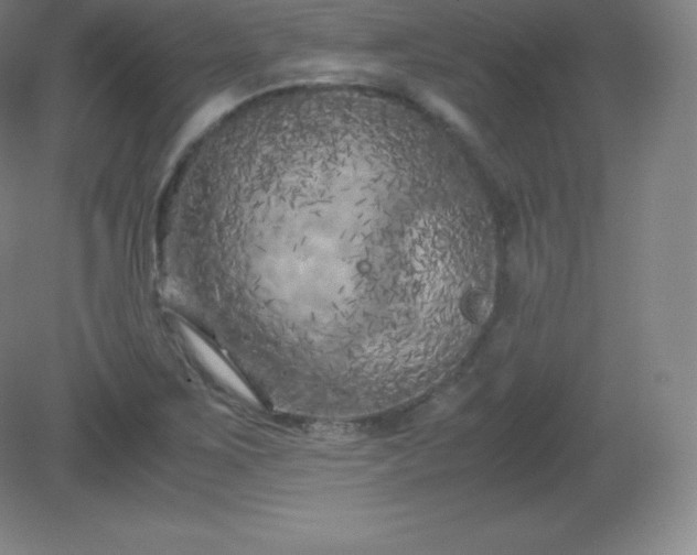 X0000081331267200701181945