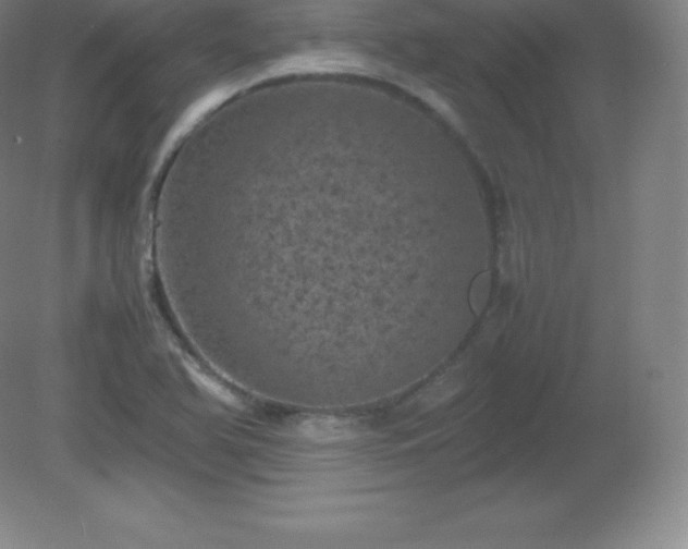 X0000081331366200701181943