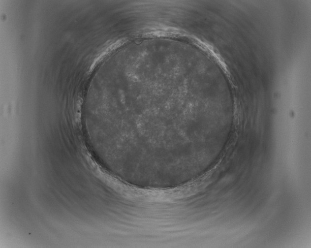 X0000081330010200701251845
