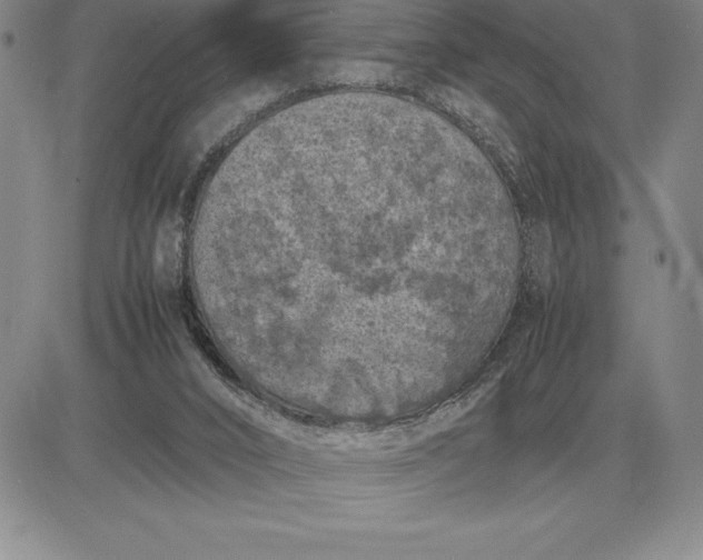 X0000081330016200701251845