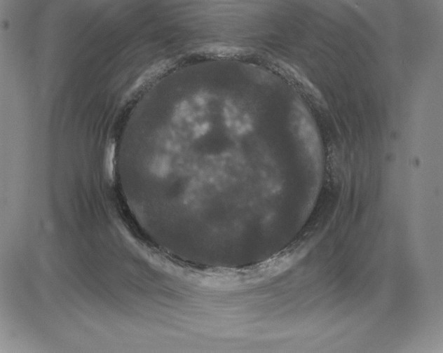 X0000081330024200701251844