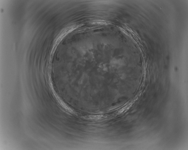 X0000081330049200701251843