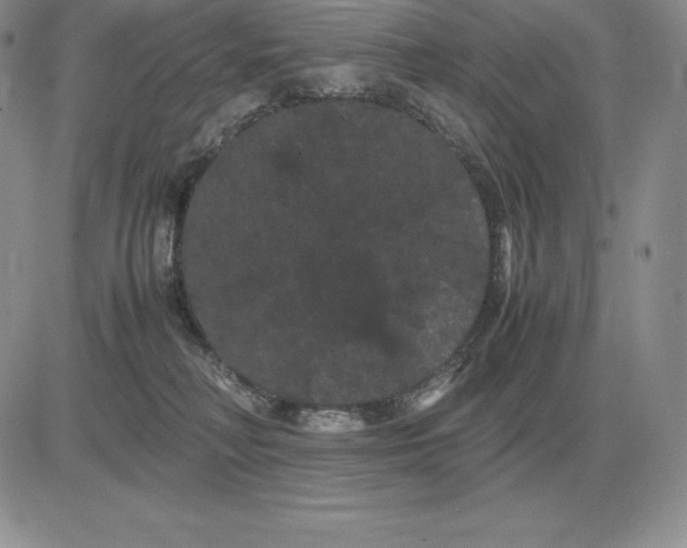 X0000081330230200701251841
