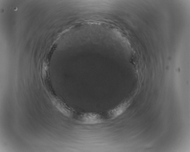 X0000081330235200701251841