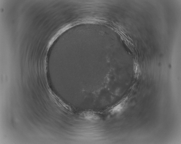 X0000081330244200701251840
