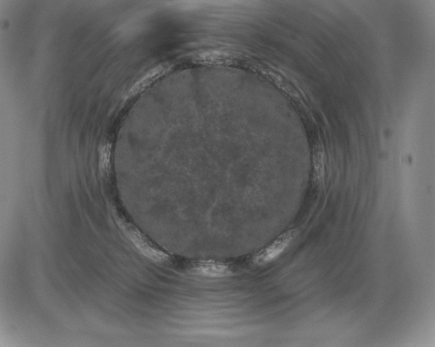 X0000081330278200701251841