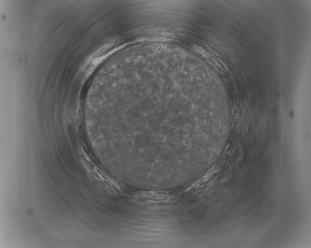 X0000081330338200701251839