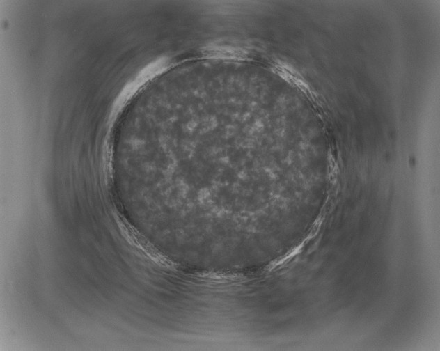 X0000081330343200701251839