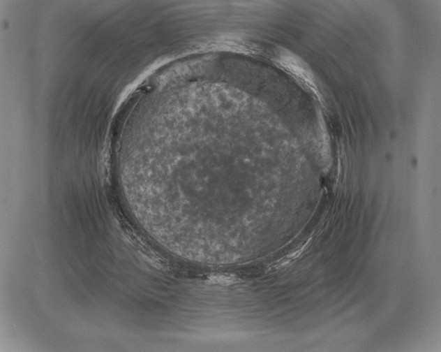 X0000081330388200701251838