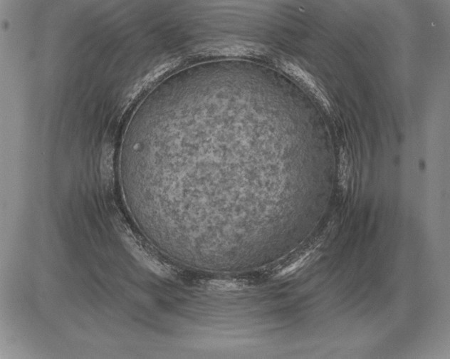 X0000081330394200701251838