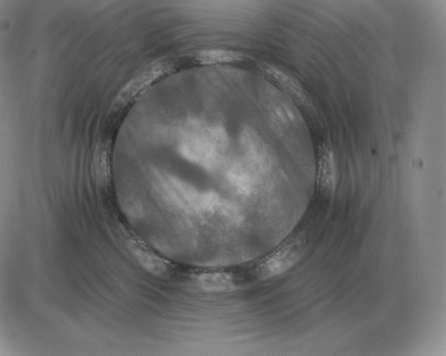 X0000081330426200701251838