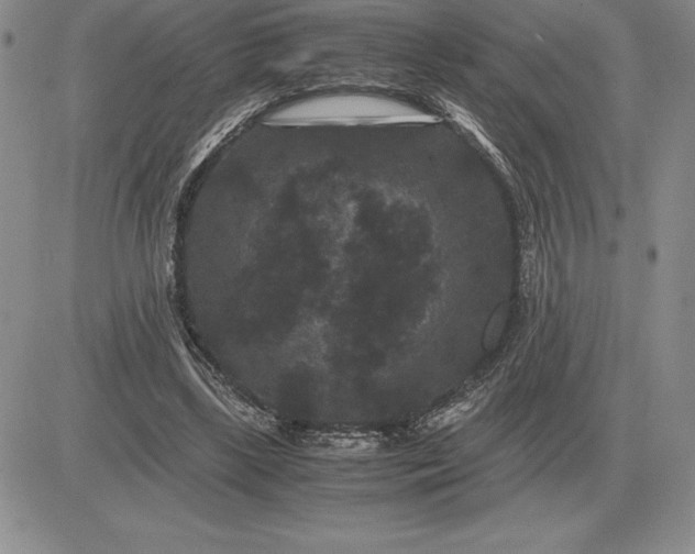 X0000081330443200701251837