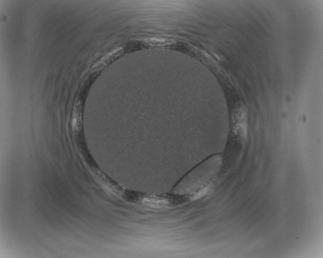 X0000081330515200701251836