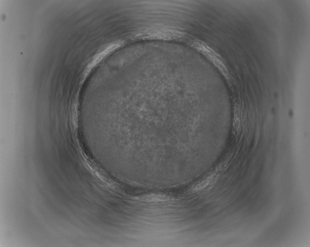 X0000081330578200701251835