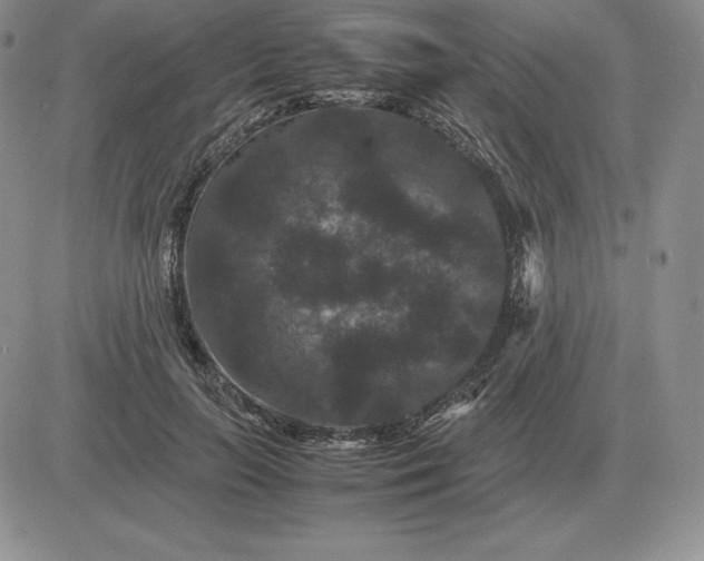 X0000081330647200701251834