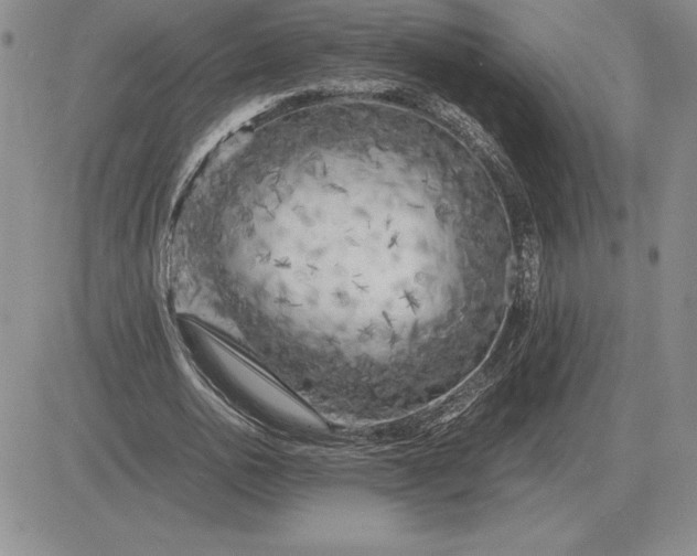 X0000081330726200701251832