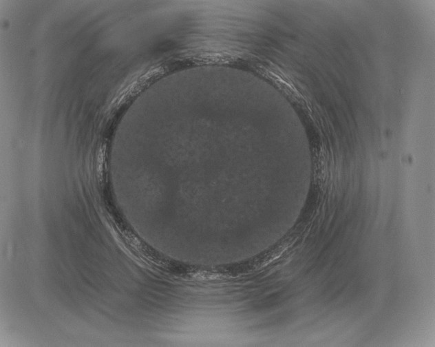 X0000081330742200701251833
