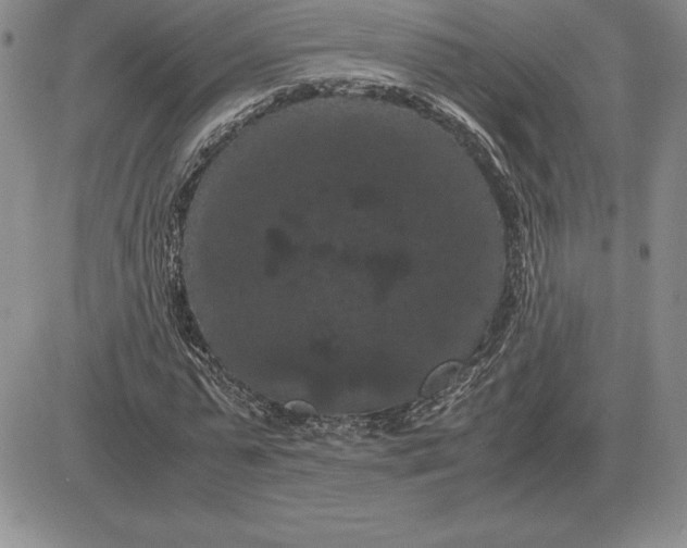 X0000081330775200701251832