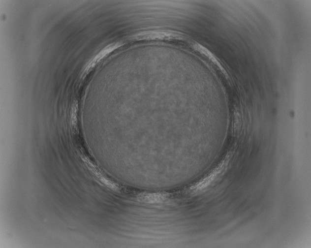 X0000081330778200701251832