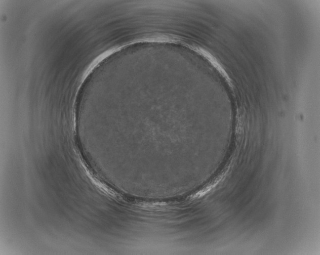 X0000081330837200701251831