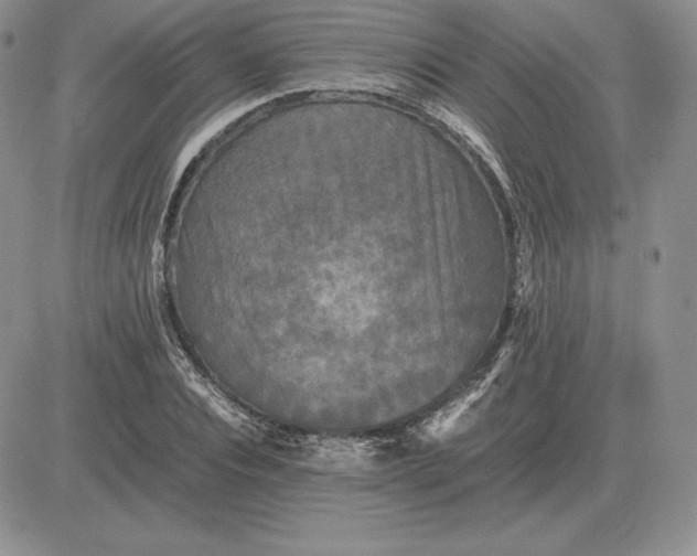 X0000081330928200701251829