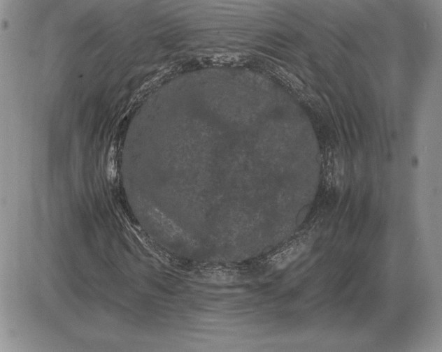 X0000081330962200701251829