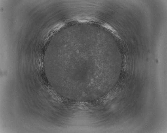 X0000081330966200701251829