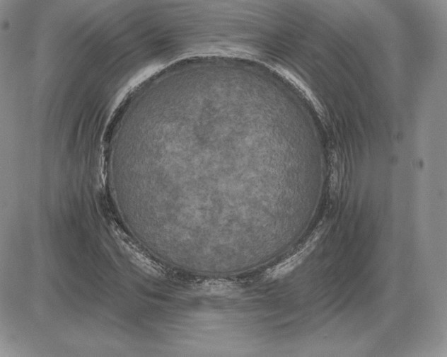 X0000081330974200701251829