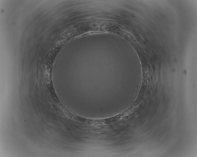 X0000081331013200701251828